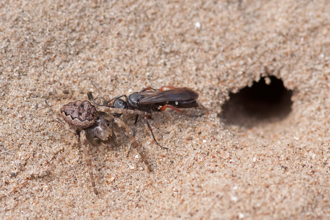 Episyron rufipes